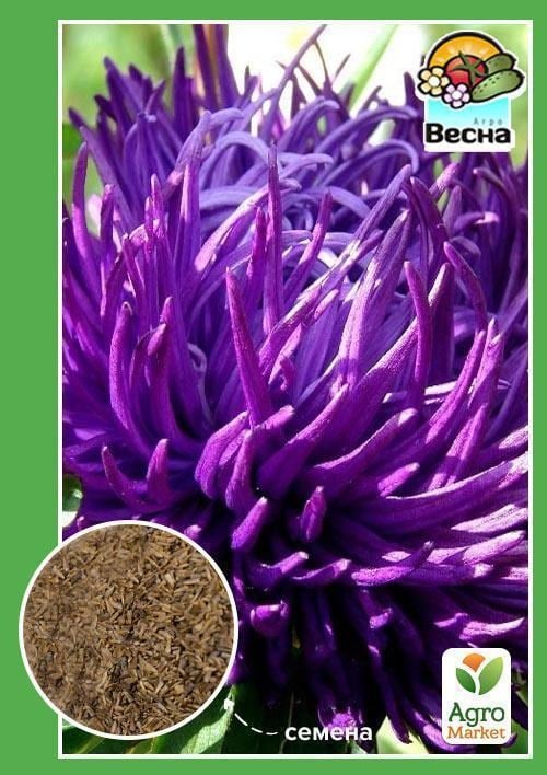 Астра "Импрессия" ТМ "Весна" 0.2г