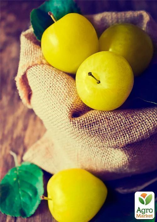 Слива "Ренклод Бове" (средний срок созревания) - фото 5