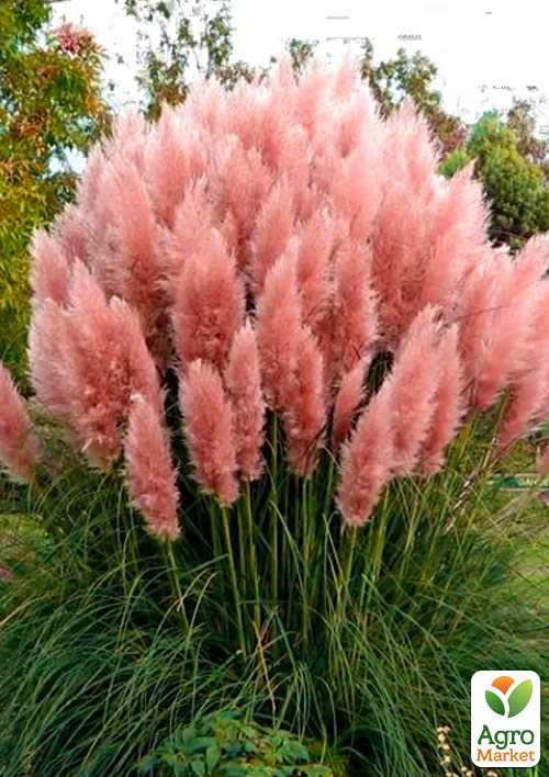 Кортадерия Серебристая "Rose" (пампасная трава) - фото 6