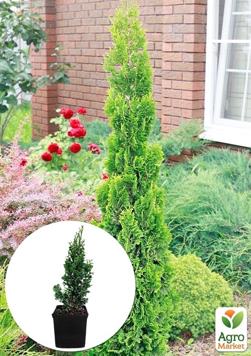 Туя западная "Spiralis Mini" С3, высота 30-40см