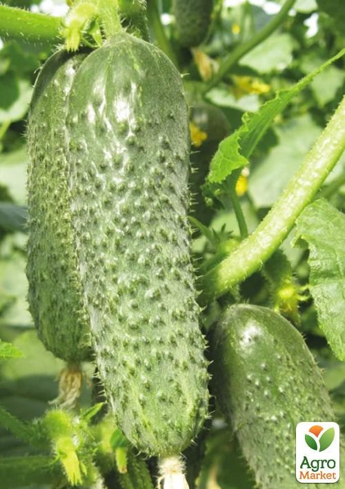 Огурец партенокарпический "Оптимус F1" ТМ "Lark Seeds" 250шт
