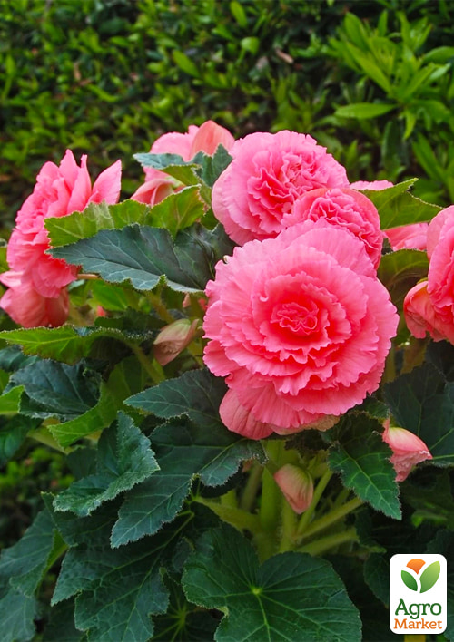 Бегония "Америгибрид гофрированная F1 розовая" ТМ "Vesna Select" 5шт - фото 2