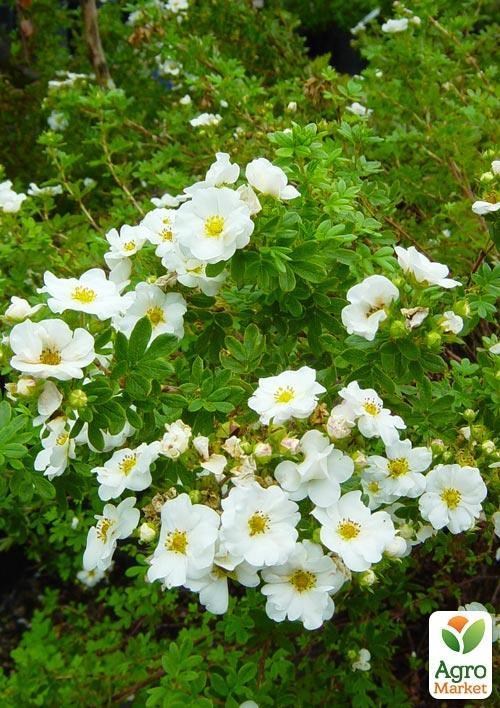 Перстач Чагарниковий "Snowbird" - фото 2