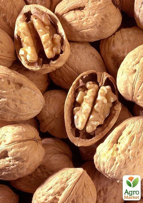 Волоський горіх щеплений "Hartley" (селекція США, середній термін дозрівання) - фото 5