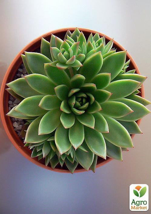 Эхеверия "Echeveria Miranda" дм 17 см выс. 25 см