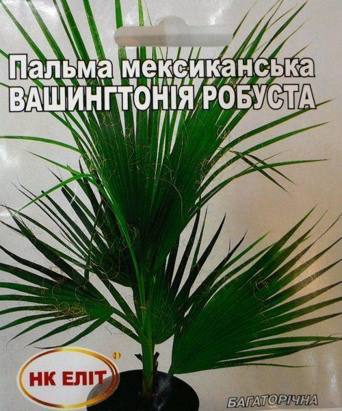 Пальма мексиканская "Вашингтония Робуста" ТМ "НК ЭЛИТ" 5шт