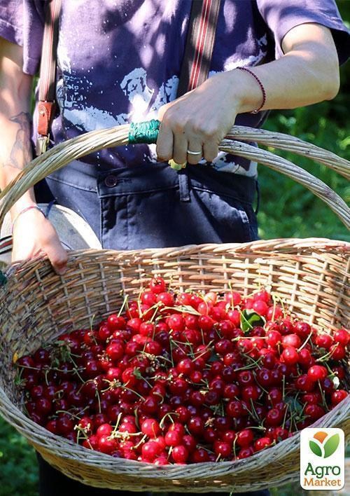 Вишня "Пам'яті Вавілова" (літній сорт, середній термін дозрівання) - фото 3
