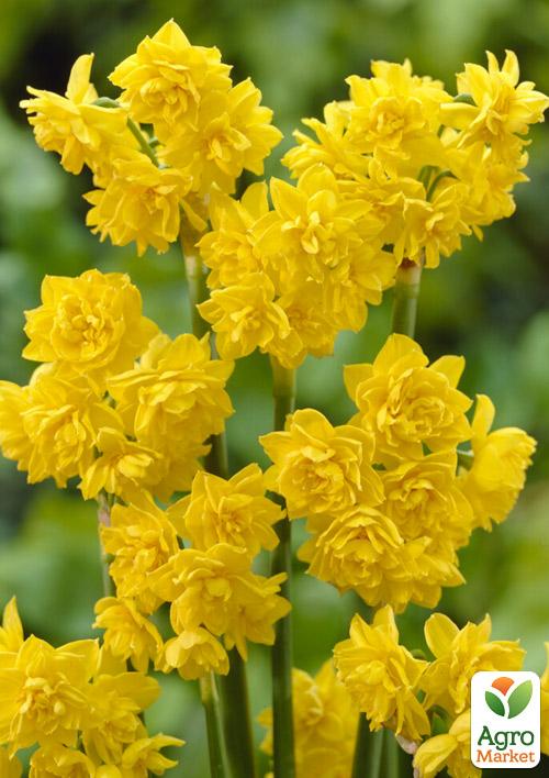 Нарцис "Golden Deilicious" (багатоквітковий)