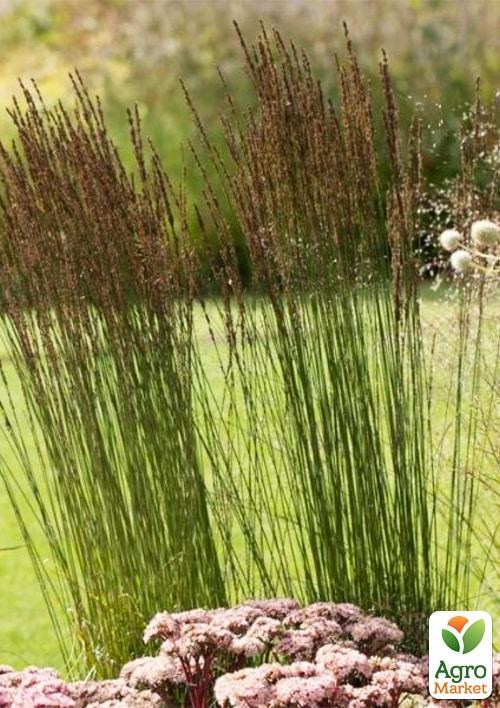 Молінія блакитна "Heidezwerg" вазон С2 - фото 2