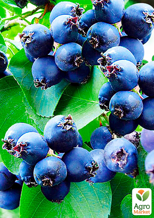 Ирга ольхолистная "Smoky" (Смоуки) (самый высокоурожайный сорт) - фото 4