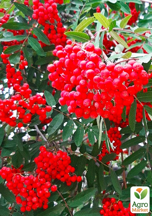 Рябина десертная "Бусинка" - фото 4