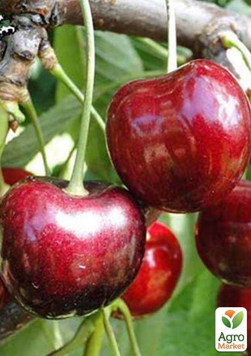 Черешня "Ванда" (летний сорт, ранний срок созревания)