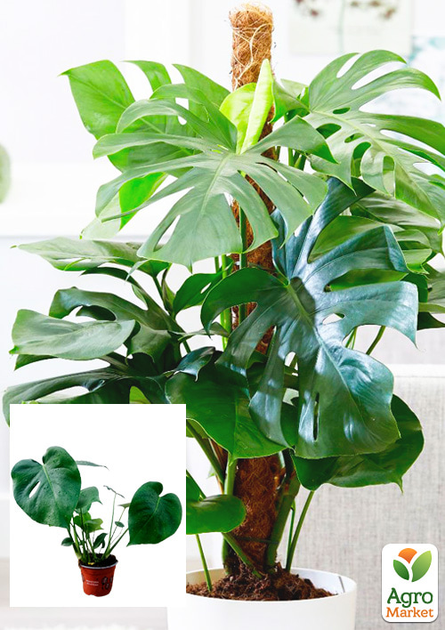 Монстера "Deliciosa" (45-60см)