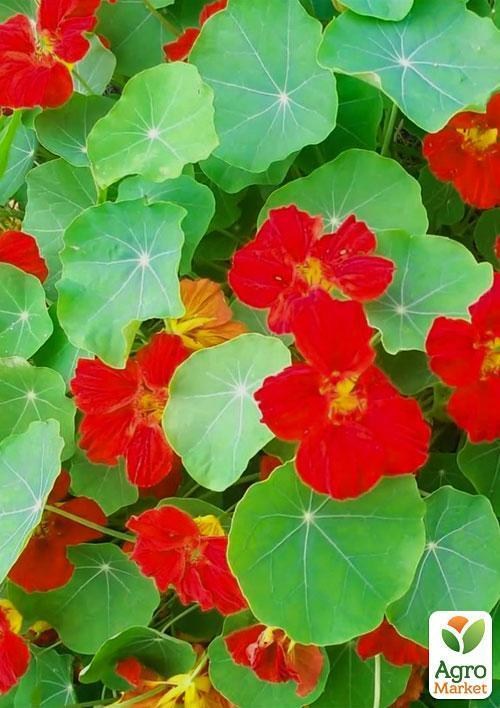 Настурція кучерява "Червоний блиск" (Зипер) ТМ "Весна" 2г - фото 3