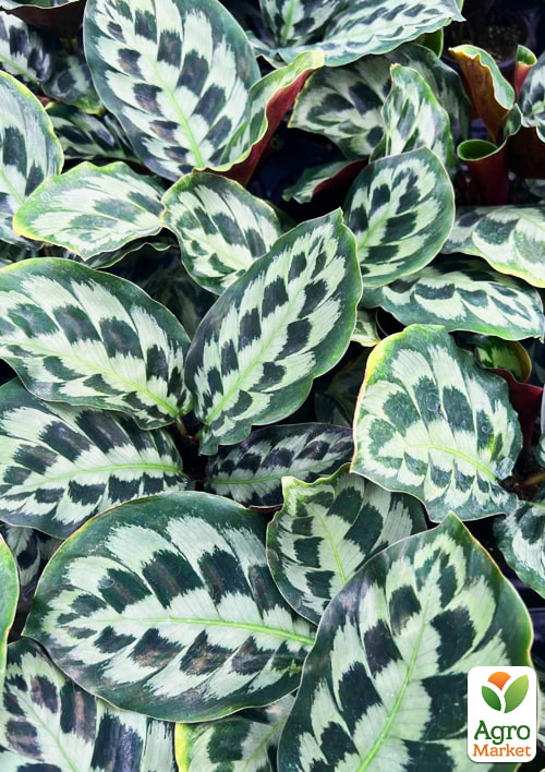 Калатея "Helen Kennedy" висота 35-45см - фото 5
