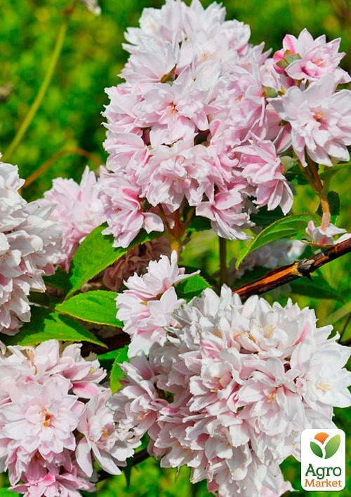 Дейция гибридная "Pink Pom-Pom"  - фото 2