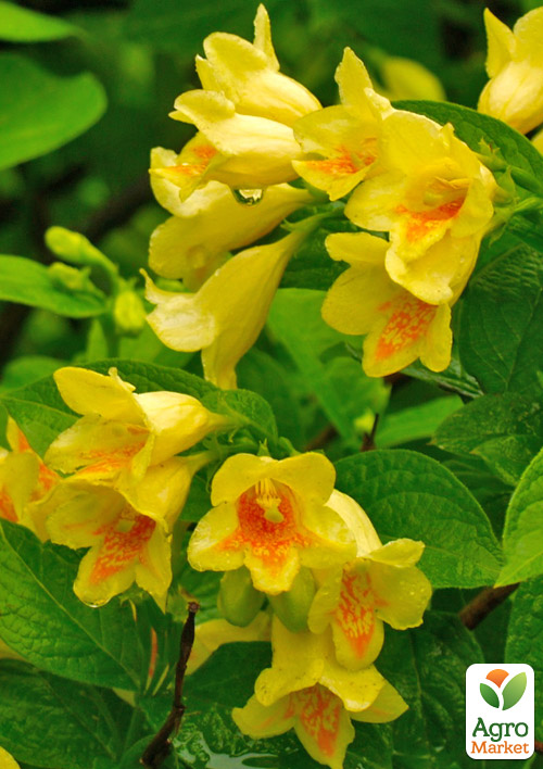 Вейгела «Міддендорфа» (Middendorffiana)