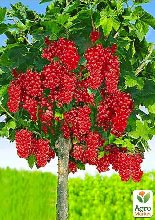 Смородина на штамбі "Ровада" (середньо-пізній термін дозрівання, один з кращих сортів) - фото 7