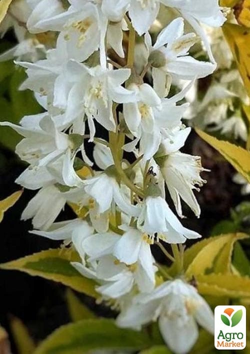 Дейция изящная "Gracilis"  - фото 2