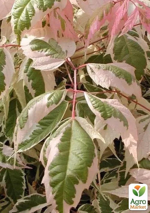 Клен на штамбі "Фламінго" висота 1,3-1,5м - фото 3