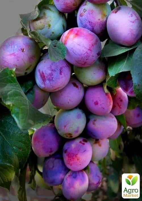 Слива "Калифорния Блю"