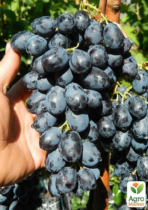 Виноград "Лорано" (очень ранний срок созревания)