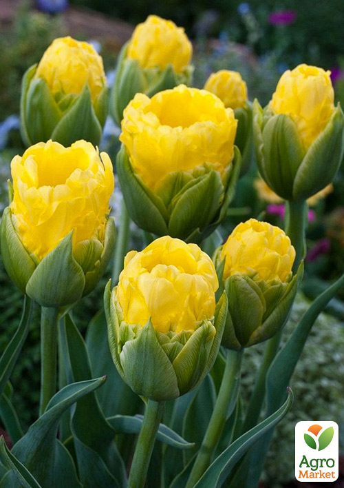 Тюльпан "Vanille Coup"