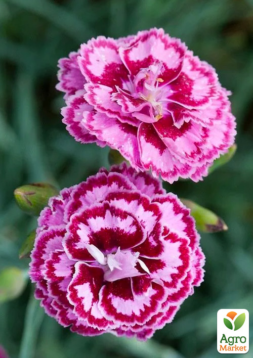 Гвоздика Махровая "Moulin Rouge" 