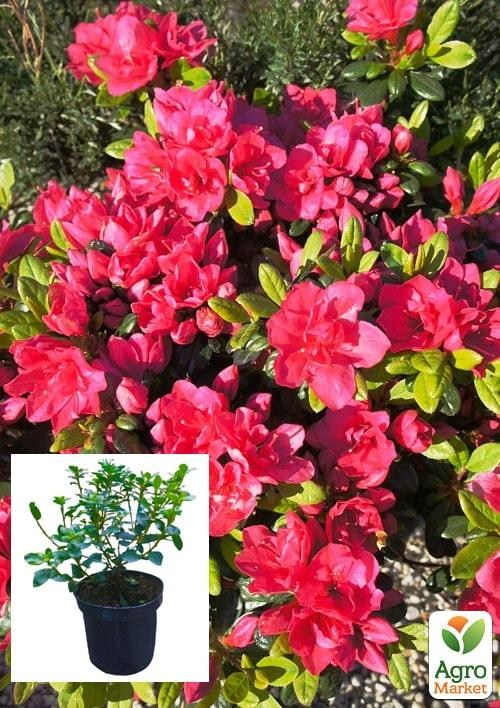 Азалия японская "Канзонетта" (Azalea japonica "Canzonetta") C2 высота 20-50см