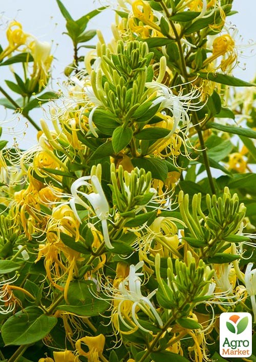 Жимолость "Halliana" (Декоративная, плетистая)