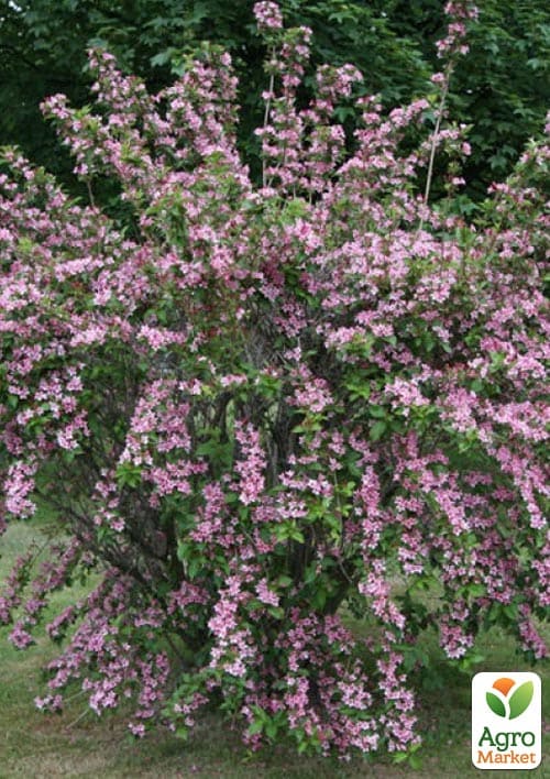 Вейгела на штамбе "Rosea" вазон С3, высота 150-170см - фото 3