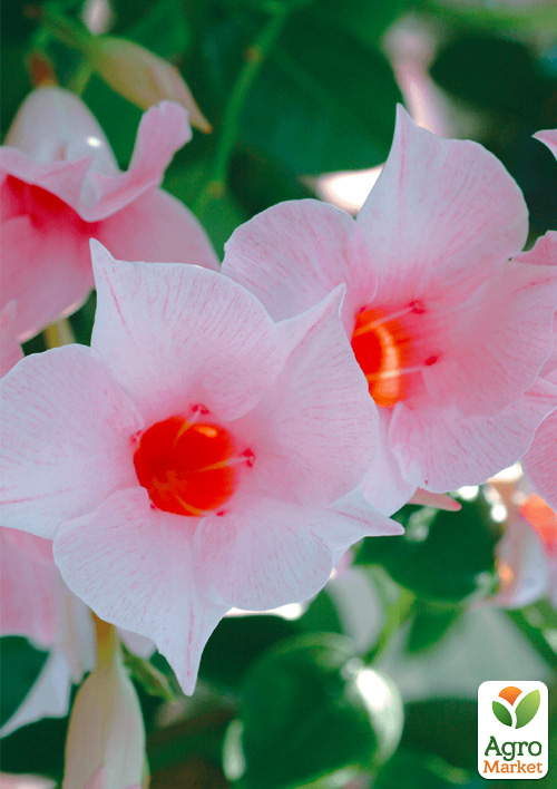 Дипладения (Mandevilla) "Classic Cream Pink" (цветущая лиана) - фото 7