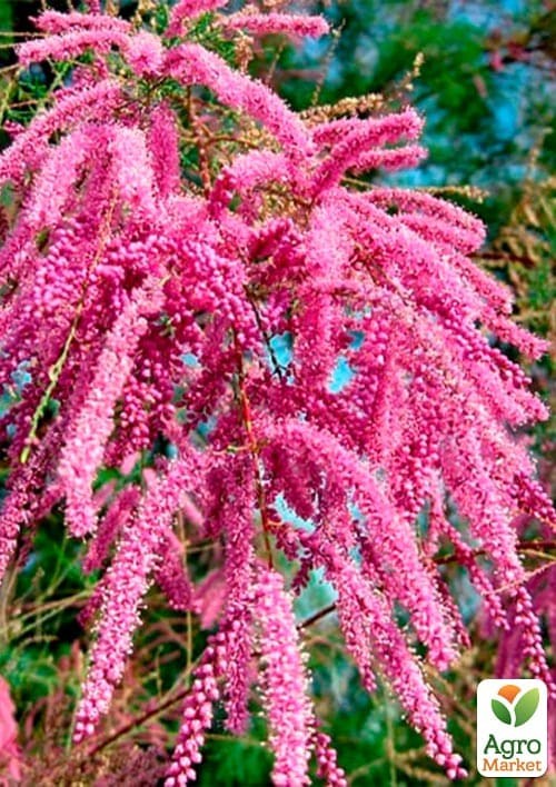 Тамарикс ветвистый "Pink Cascade"  - фото 2