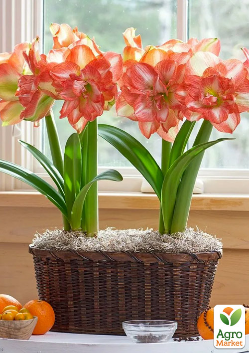 Гиппеаструм махровый "Beautiful Emotion" (Амариллис) 