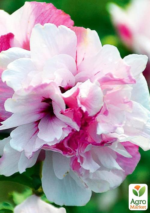 Гибискус древовидный махровый "French Cabaret Pastel"