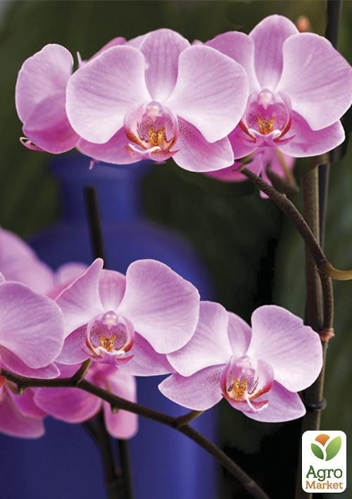 Орхидея розовая "Ювента" ТМ "Vesna Exсlusivе" 10шт