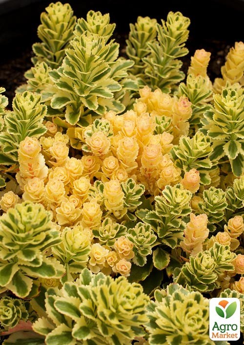 Седум такесимский "Atlantis" (вазон Ø17) - фото 4