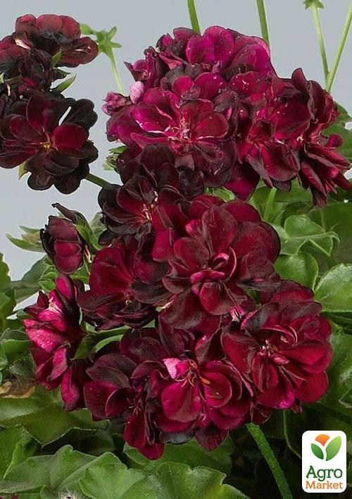 Пеларгония ампельная "Primo Burgundy" (контейнер № 10, высота 10-20 см)