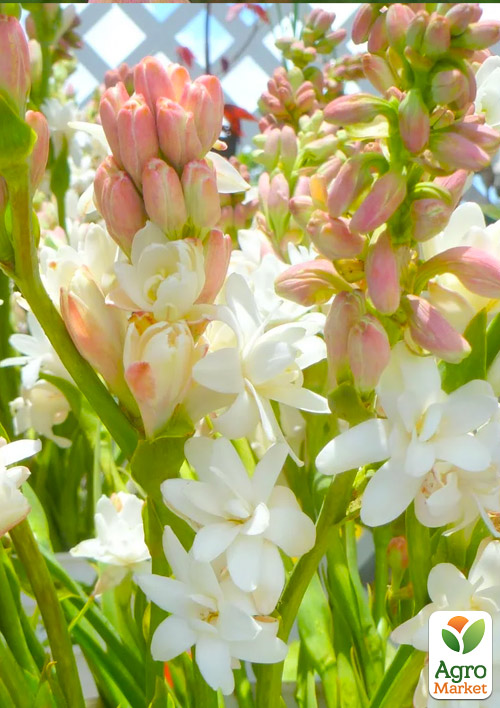 Тубероза "The Pearl" (Цариця Ароматів) розмір 10+ - фото 3