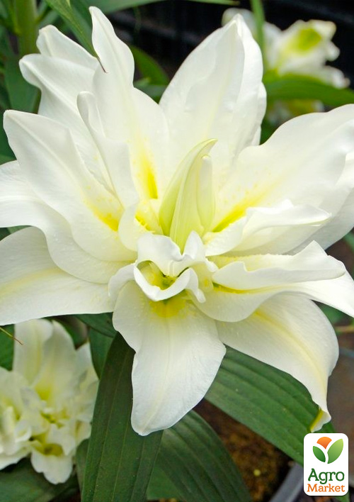 Лілія Махрова "Lotus Beauty"