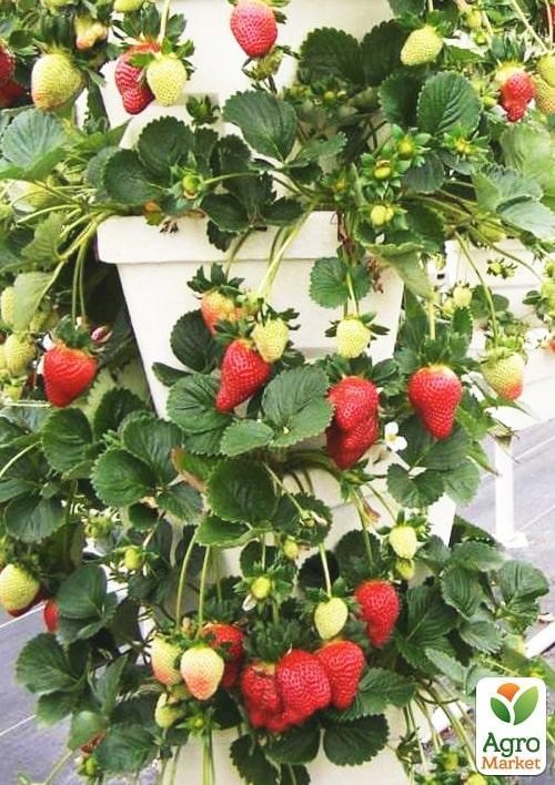 Клубника Ампельная "Белтран" (Beltran) (ремонтантный ранний сорт)