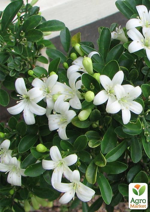 Мурайя метельчатая (Апельсиновый Жасмин ) 