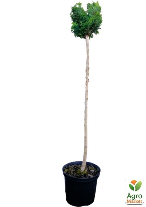 Кіпарисовик на штамбі "Nana Gracilis" С5, висота 70-80см - фото 3