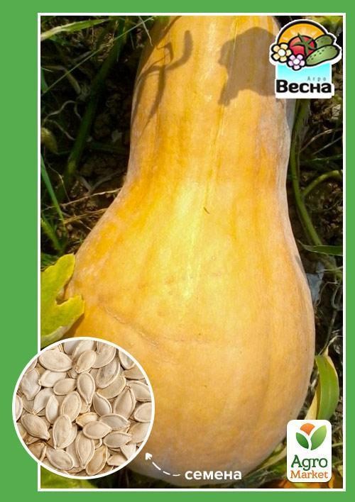 Тыква "Арабатская" ТМ "Весна" 2г