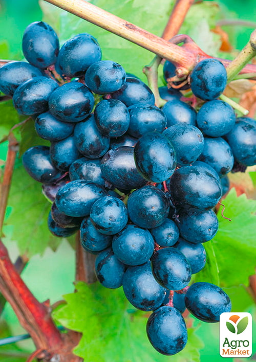 Виноград "Таїр" (середній термін дозрівання)