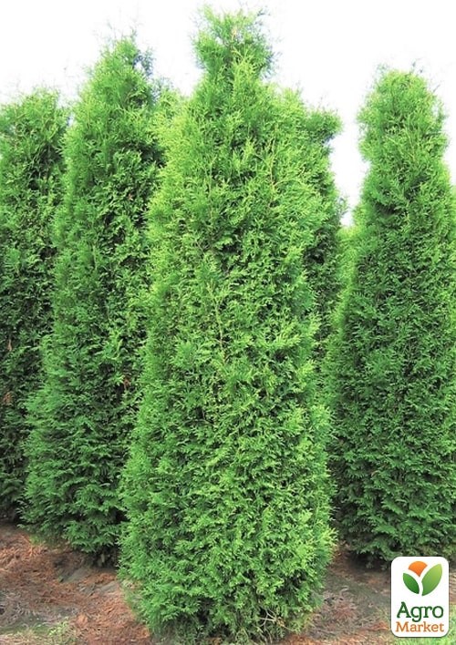 Туя швидкозростаюча "Brabant" (висота 100-130см) - фото 2