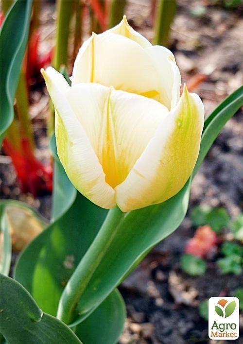 Тюльпан "Flaming Coquette" (размер 11/12 , крупный) 3шт в упаковке