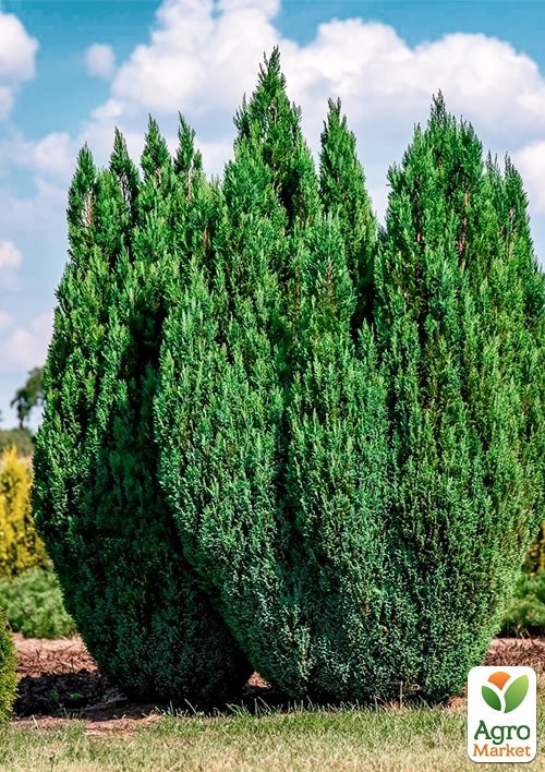 Кіпарисовик "Ellwoodii" (Pyramide) висота 120-140см - фото 4