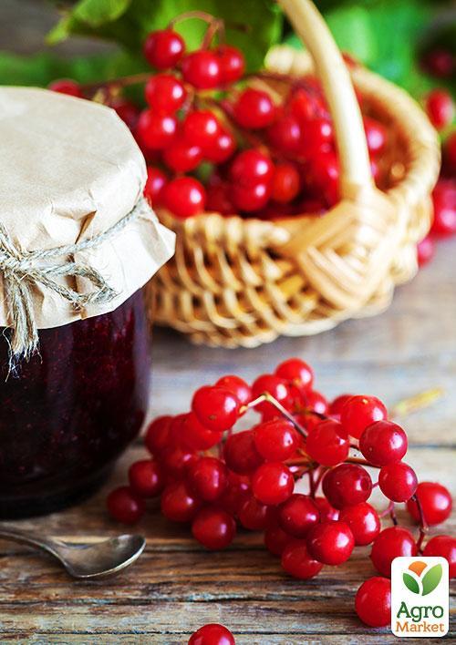 Калина красная 