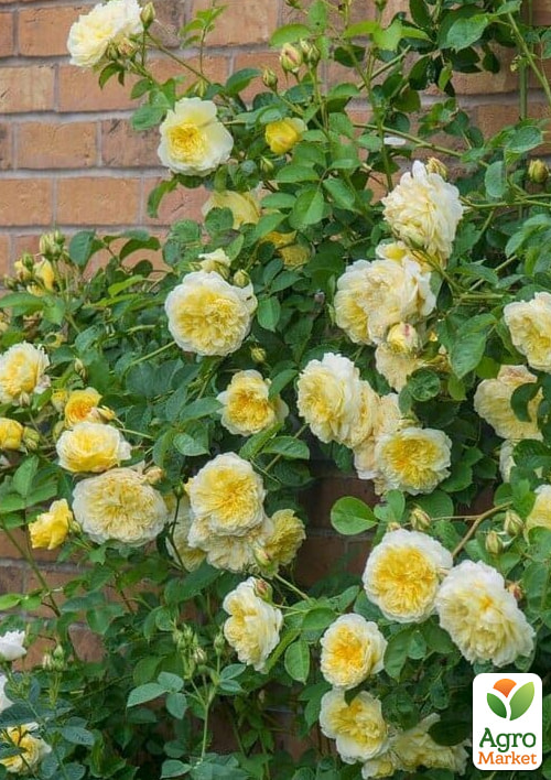 Роза штамбовая "Пилигрим" (The Pilgrim) (саженец класса АА+)  - фото 3